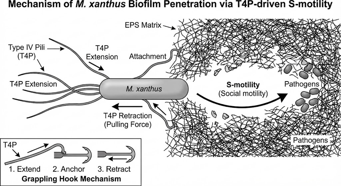 Myxococcus xanthus S-运动机制