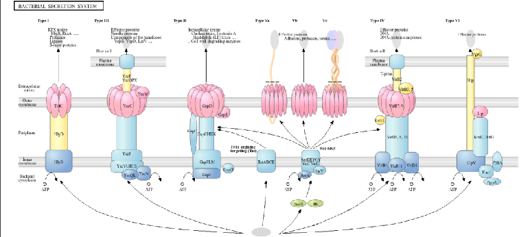 细菌分泌系统类型