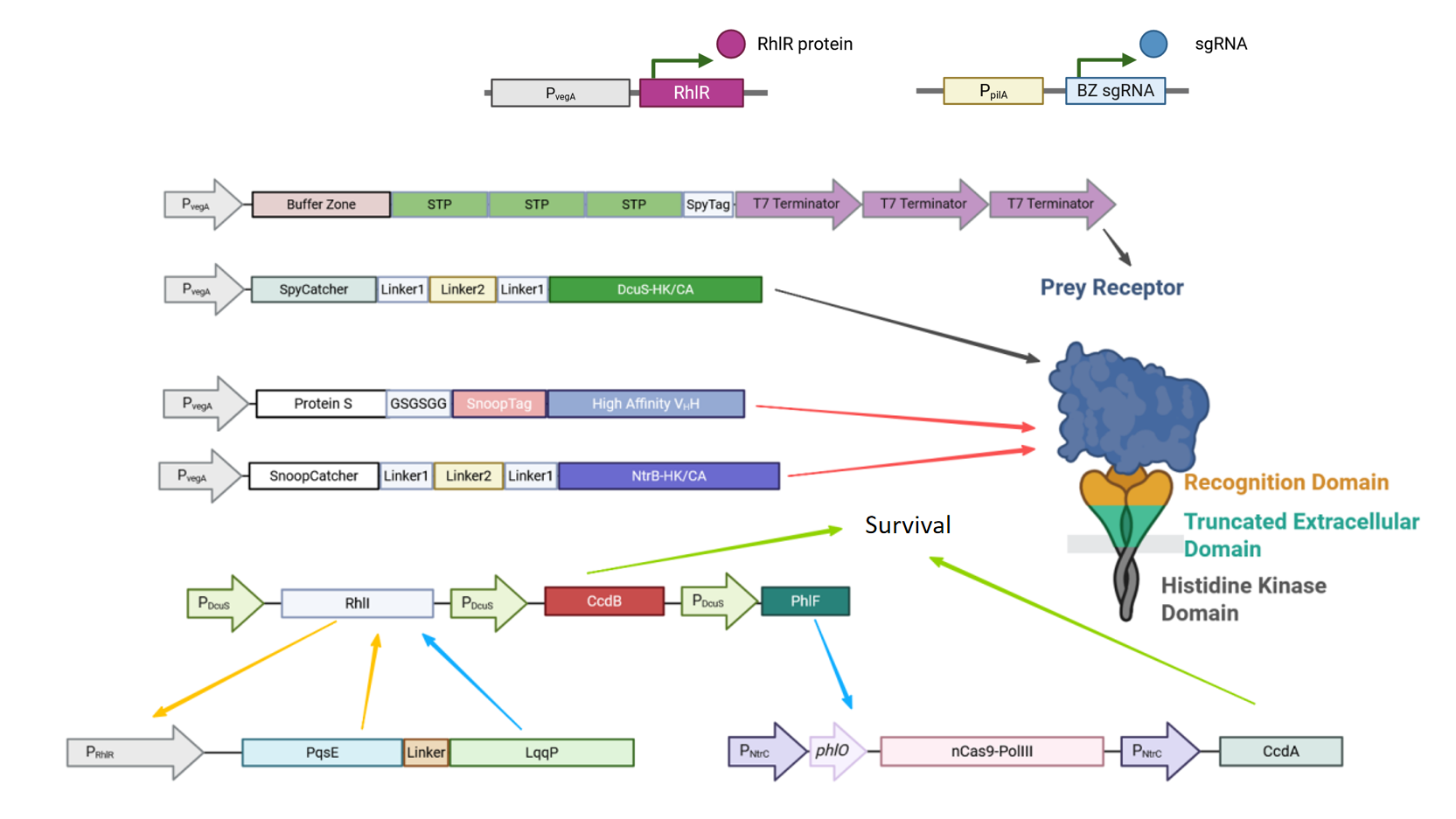表面展示系统构建