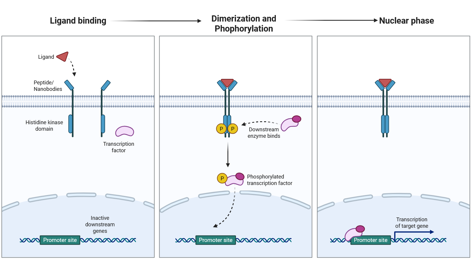 双组分系统构建