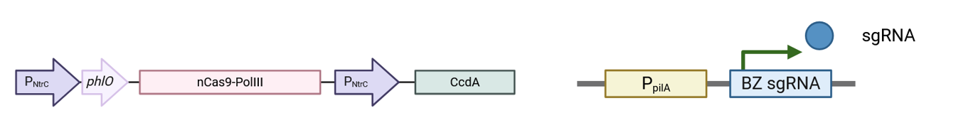 EvolvR定向进化系统